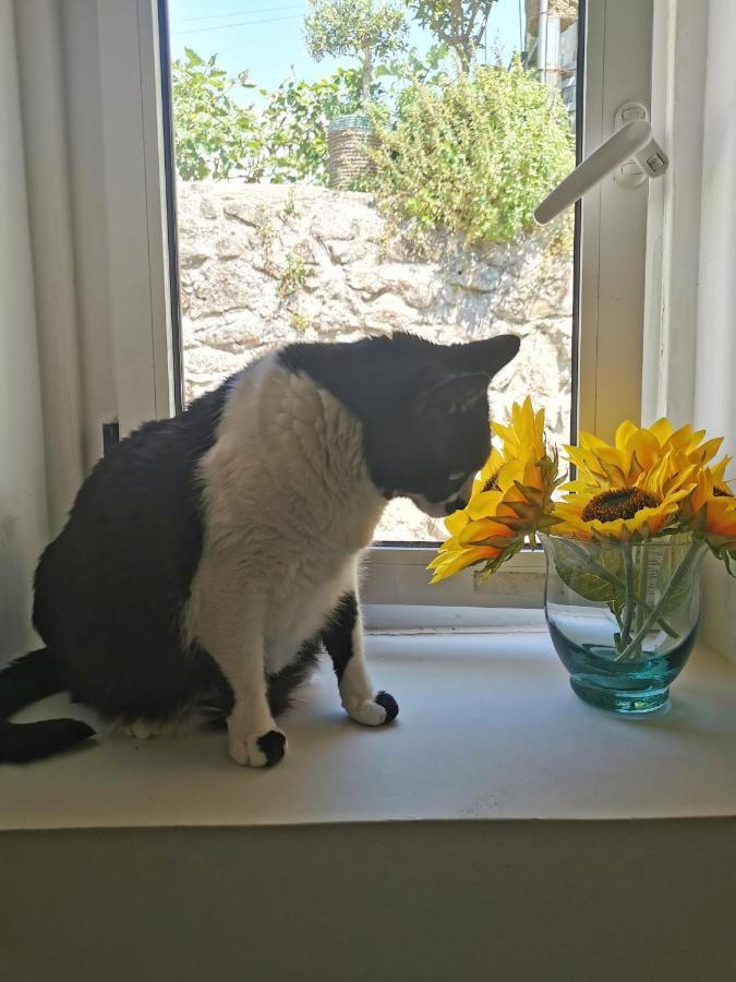 פורטו St. Johns Alley Of Poetry And Imaginary Cats מראה חיצוני תמונה